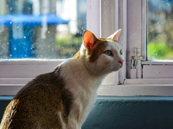 Bir kedi oturuyor ve pencereden dışarı bakıyor — Stok fotoğraf