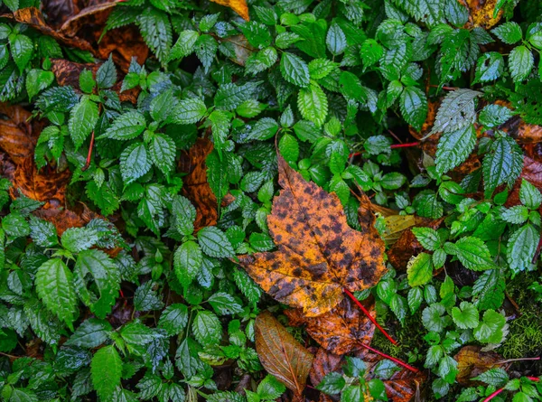 Hojas caídas en el bosque en Khopra, Nepal —  Fotos de Stock