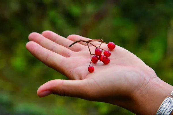 Red berries on woman hand — Stock Photo, Image