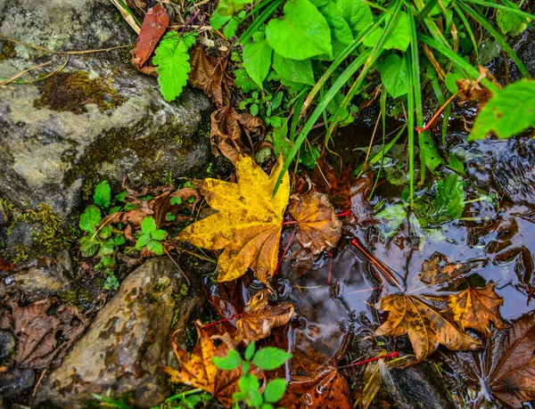 Folhas caídas na floresta em Khopra, Nepal — Fotografia de Stock