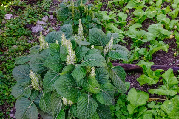 Hierba en bosque de verano — Foto de Stock