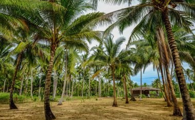 Hindistan cevizi plantasyon 