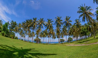 Hindistan cevizi ağaçları Lombok Adası, Endonezya