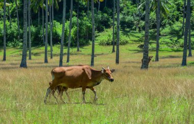 Yaz günü çim tarlada yeme
