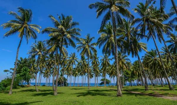 Kokosové palmy na ostrově Lombok, Indonésie — Stock fotografie