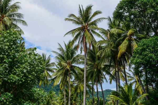 Kokosové palmy na ostrově Lombok, Indonésie — Stock fotografie