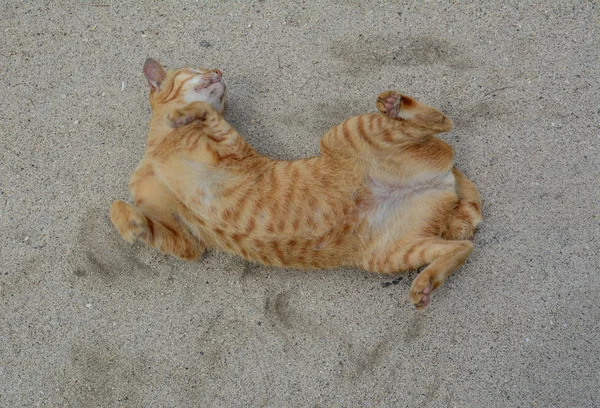 모래 해변에서 노는 갈색 고양이 — 스톡 사진