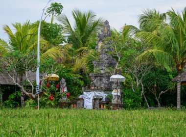 Pirinç tarlası ile Antik Hindu tapınağı 