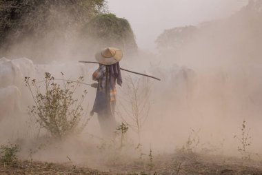 Gün batımında tozlu yolda inekler 
