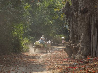 Mandalay, Myanmar yolda Ox arabası 