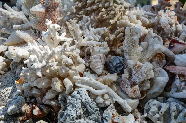 Korallen am Strand mit kleinem Baum — Stockfoto