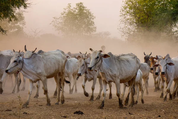 Коровы на пыльной дороге на закате — стоковое фото