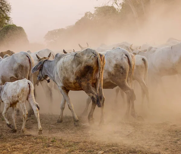 Koeien op stoffige weg bij zonsondergang — Stockfoto