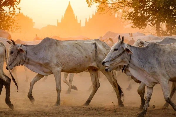 Koeien op stoffige weg bij zonsondergang — Stockfoto