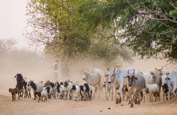 Cows on dusty road at sunset — Stock Photo, Image