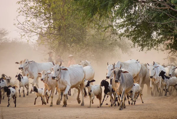 Cows on dusty road at sunset — Stock Photo, Image