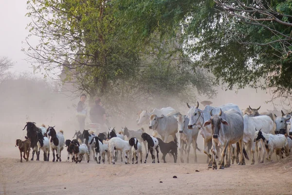 Cows on dusty road at sunset — Stock Photo, Image