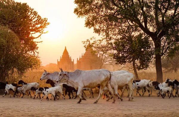 Vaches sur la route poussiéreuse au coucher du soleil — Photo