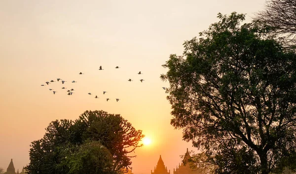 Silhouette of birds flying at sunset over trees — Stock Photo, Image
