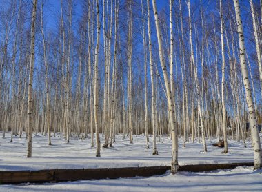 Mohe County, Çin 'in kış manzarası 