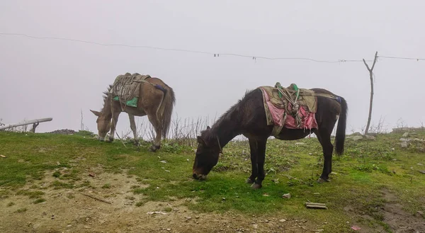 Caravan of mules on Himalayas, Nepal — Stock Photo, Image