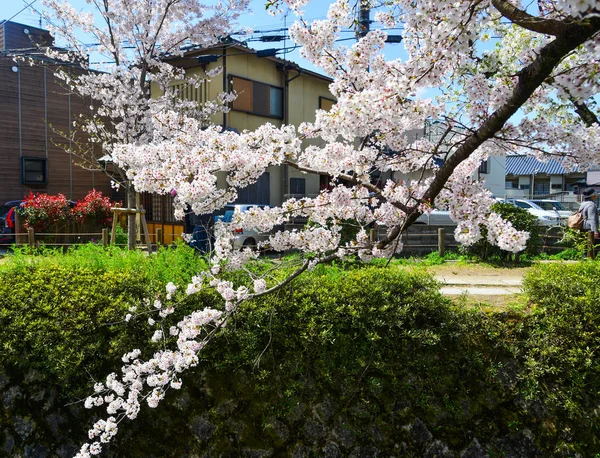 Flor de cereja em Kyoto, Japão — Fotografia de Stock