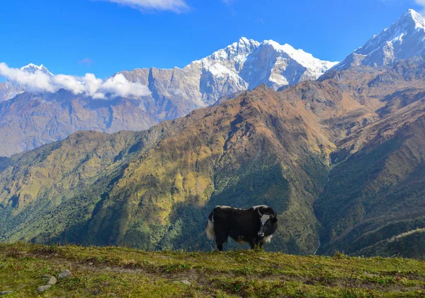 Yak noir sur la montagne au Népal — Photo