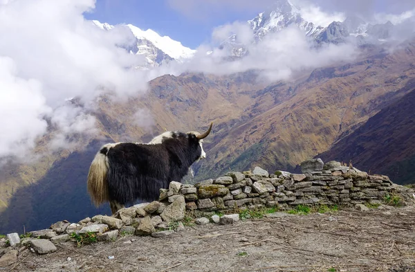Yak noir sur la montagne au Népal — Photo