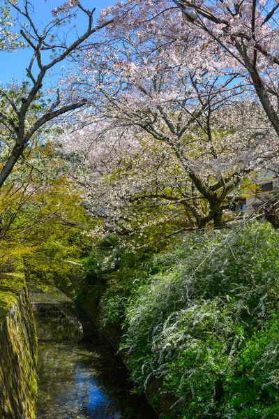 日本の京都の桜 — ストック写真