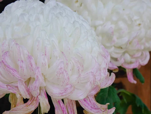 Fleurs de marguerite fleurissant au jardin botanique — Photo