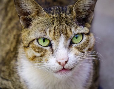 Kedi kameraya bakıyor.