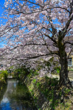 Japonya, Kyoto 'da kiraz çiçeği 