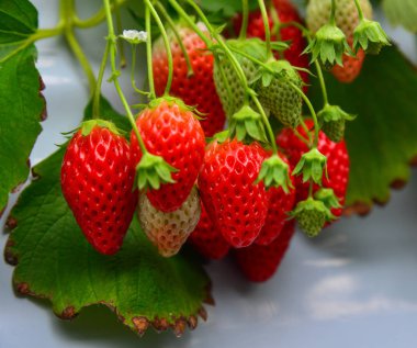 Çilek bir sera büyümek