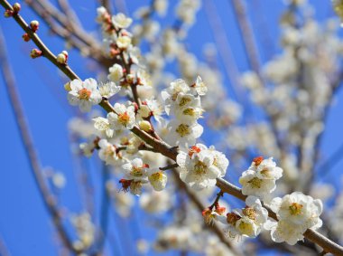 Mie Prefecture kiraz çiçeği, Japonya 