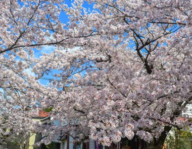 Japonya, Kyoto 'da kiraz çiçeği 