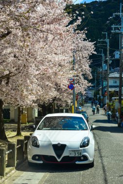 Japonya, Kyoto 'da kiraz çiçeği 