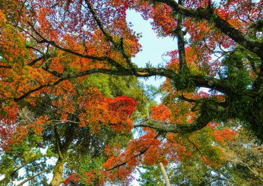Nara'da sonbahar manzarası, Japonya 