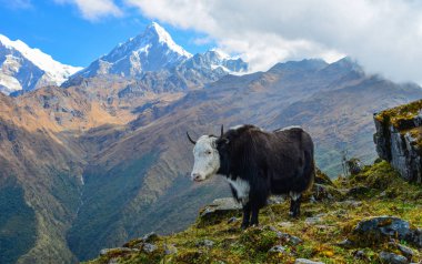Nepal'de dağda siyah yak