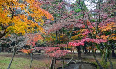 Nara'da sonbahar manzarası, Japonya 