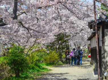 Japonya, Kyoto 'da kiraz çiçeği 