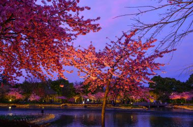 Kiraz çiçeği gece sahnesi 