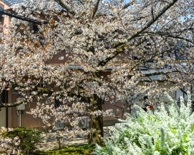 Japonya, Kyoto 'da kiraz çiçeği 