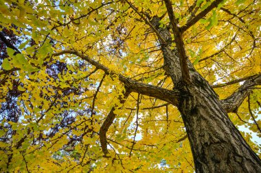 Nara'da sonbahar manzarası, Japonya 