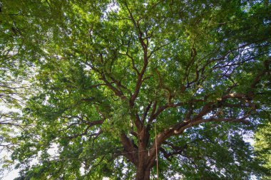 Güneşli günde dev ağaç 