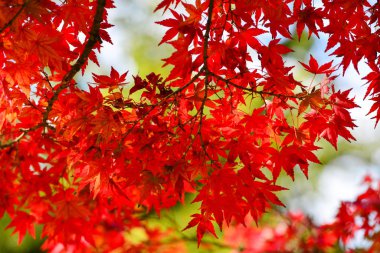 Nara'da sonbahar manzarası, Japonya 