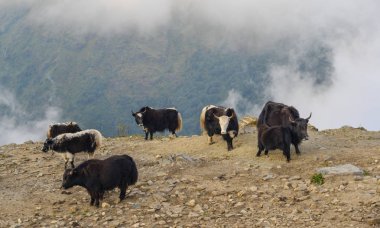 Nepal'de dağda siyah yak