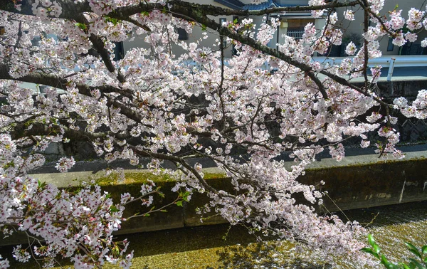 Flor de cereja em Kyoto, Japão — Fotografia de Stock