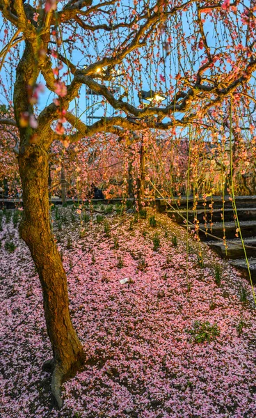 벚꽃의 야경 — 스톡 사진