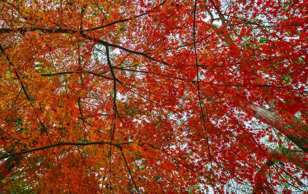 Jesienna sceneria w Nara, Japonia — Zdjęcie stockowe