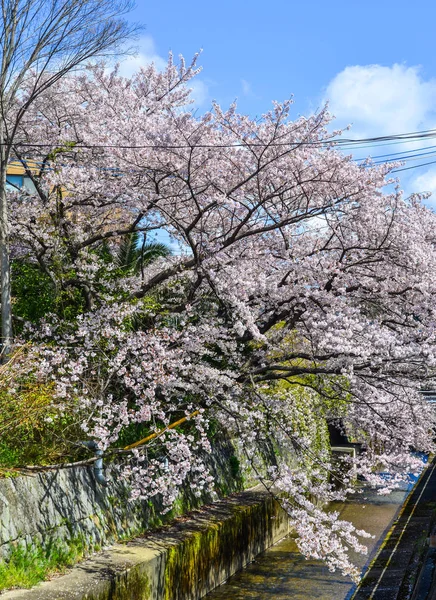 Kirschblüte in Kyoto, Japan — Stockfoto
